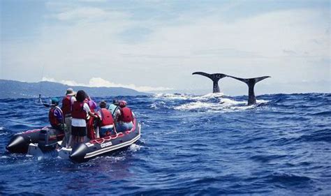 Whale watching in the Azores | Activity Holidays | Travel | Express.co.uk