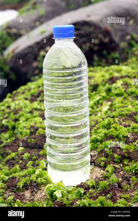 Algae and bottled water Stock Photo - Alamy