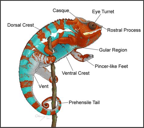 Chameleons | Chameleon Forums