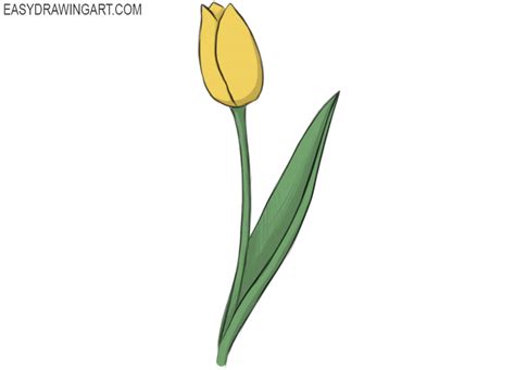 Tulip Flower Drawing Easy Step By | Best Flower Site