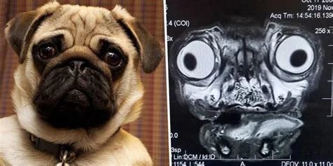 MRI scan of a pug : r/Cursed_Images