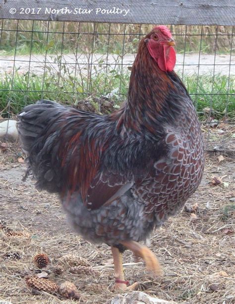 Wyandotte FAQ - North Star Poultry