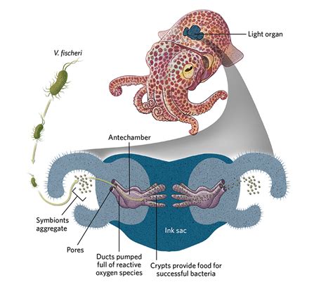 Infographic: Symbiotic Organs Bring Hosts and Microbes Closer | TS ...