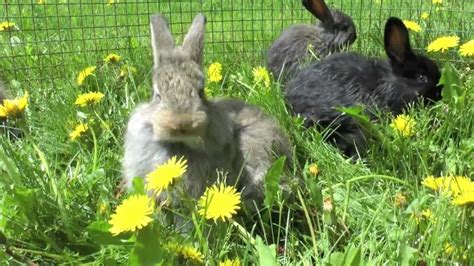 CUTE baby bunnies eating dandilions and playing - YouTube