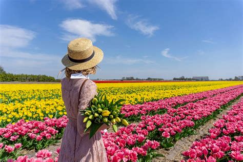 Visit the Tulip Fields in The Netherlands & Keukenhof