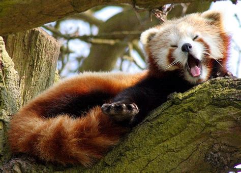 36 Red Pandas Taking Advantage Of The Sleepy Season | Red panda ...