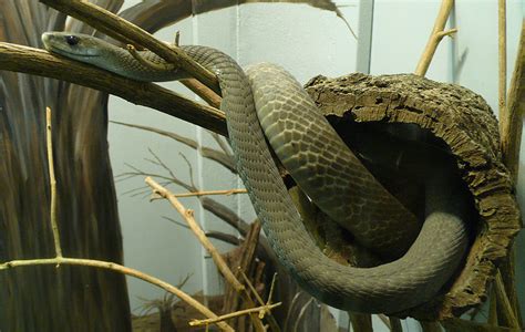 Amazing Black Mamba Snake - Black mamba Facts, Photos, Information ...