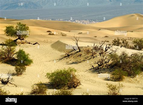 Stovepipe Wells sand dunes, Death Valley Stock Photo - Alamy