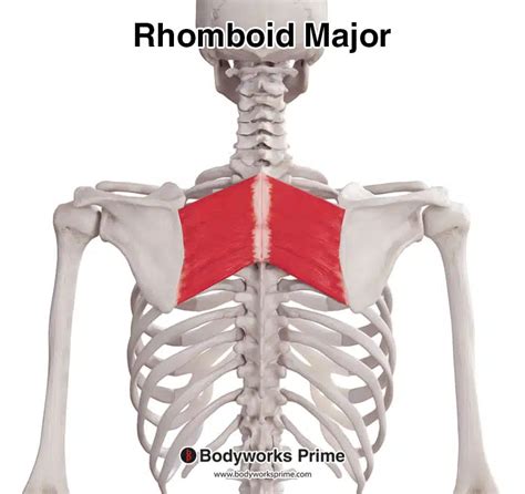 Rhomboid Major Muscle Anatomy - Bodyworks Prime