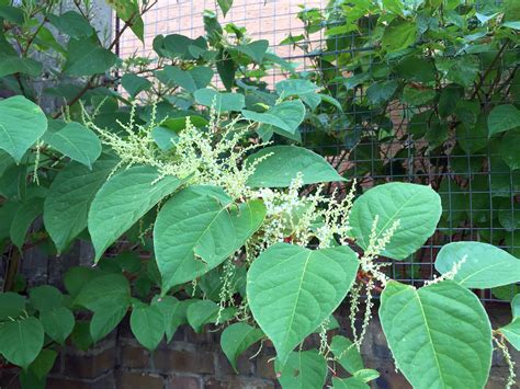 How To Identify Japanese Knotweed: In-Depth Knotweed Identification ...