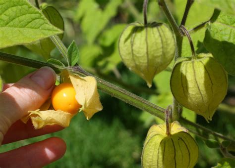 ripe cape gooseberry notanodiyan pazham - Healthyliving from Nature ...