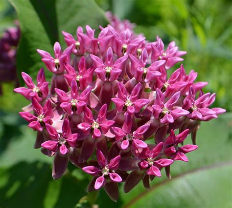 Twelve Native Milkweeds for Monarchs : The National Wildlife Federation ...