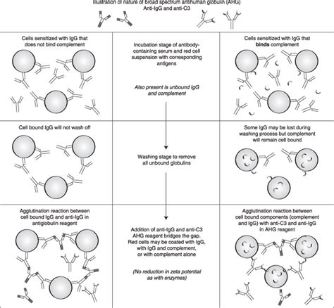 Antigen Antibody Reaction Diagram