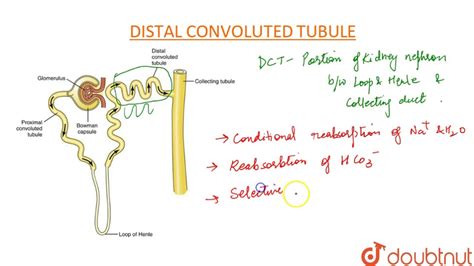 distal convoluted tubule - Google Search in 2021 | Capsule, Duct, Bowman