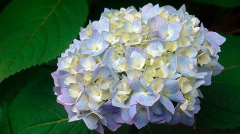 Best Hydrangeas for Sun: A Comprehensive Guide