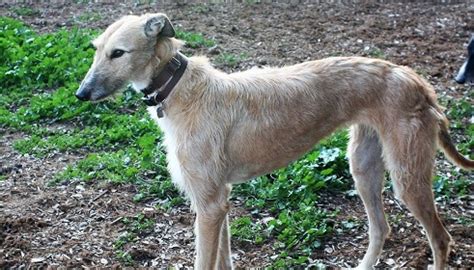 Irish Wolfhound Greyhound Mix: Grace and Strength