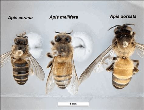 World's 8 honey bee species, beyond Apis mellifera | Bees4life