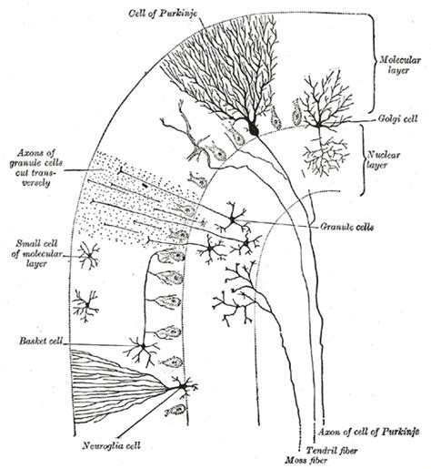 The Cerebellum – Boundless Anatomy and Physiology