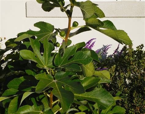 5 dwarf fig tree varieties to grow in California gardens | San Luis ...