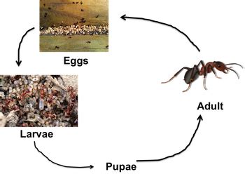 Ant Life Cycle Stages