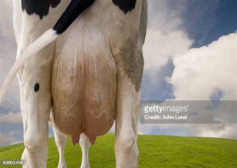 1,795 Cow Udder Stock Photos, High-Res Pictures, and Images - Getty Images