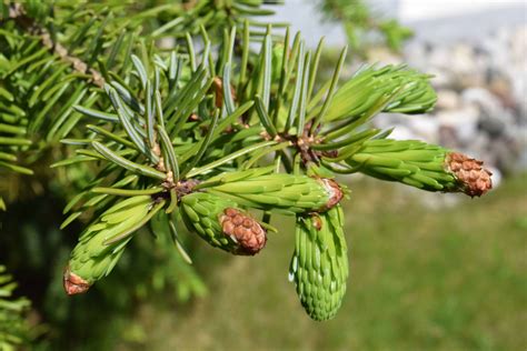 Free picture: branch, evergreen, flora, tree, nature, leaf, plant, pine ...