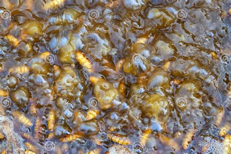 Boiled silkworm pupae stock photo. Image of boiling - 193700522