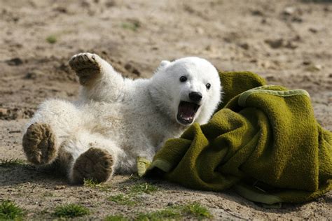 Polar bear cub Knut plays with a blanket during the bear’s first ...