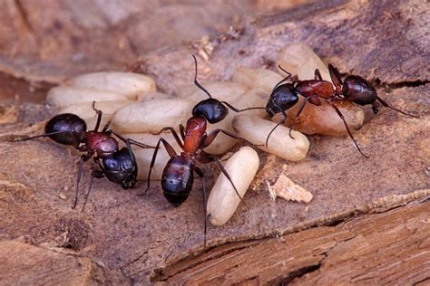 Photograph Guarding the Nest by Bob Jensen on 500px. Carpenter Ant ...