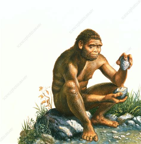 Homo habilis making stone tool - Stock Image - E438/0068 - Science ...