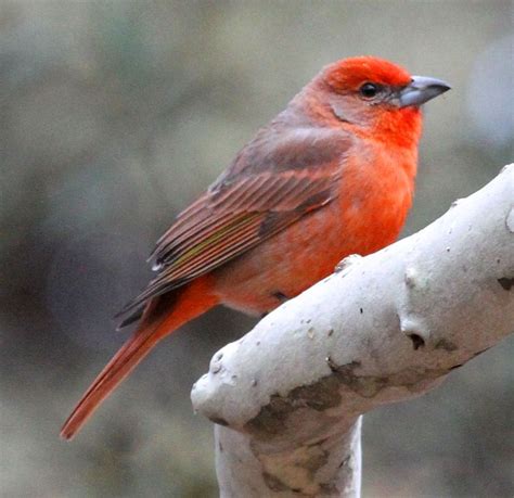 Hepatic Tanager, male Arizona Birds, Bird Quotes, Costa Rica, Most ...