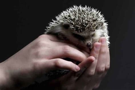 Top 10 Hedgehog Care Tips (Essential Must Know Info) – African Pygmy ...