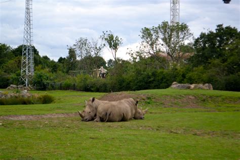 Flamingo Land // The Zoo - Skinnedcartree