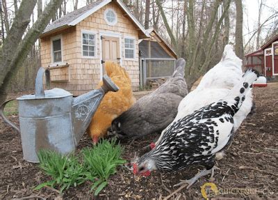 Choosing the Right Chicken Feed For Laying Hens - Pet Food Guide