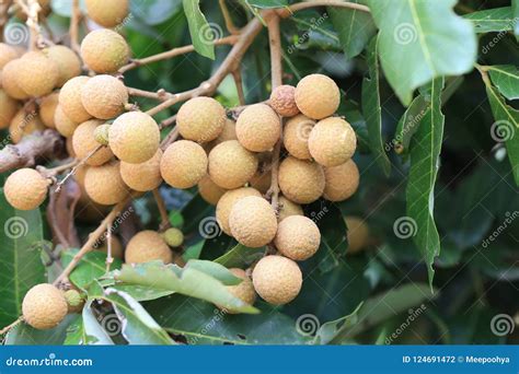 Fresh Longan on Tree in the Fruit Garden. Stock Photo - Image of juicy ...