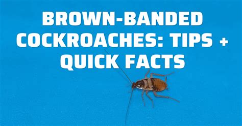 What is a Brown-Banded Cockroach? How to ID Them