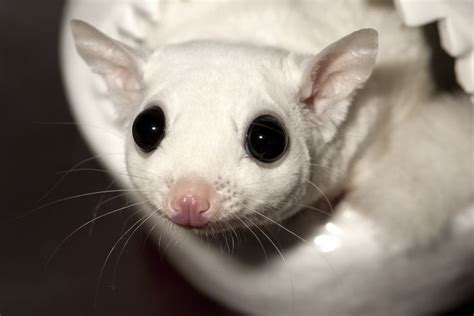 Hector A 1 year old male leucistic sugar glider | Sugar glider baby ...