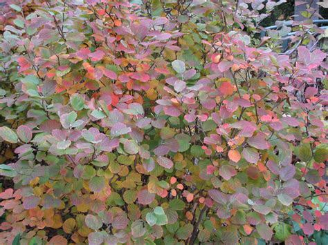 Online Plant Guide - Fothergilla gardenii 'Mount Airy' / Mount Airy ...