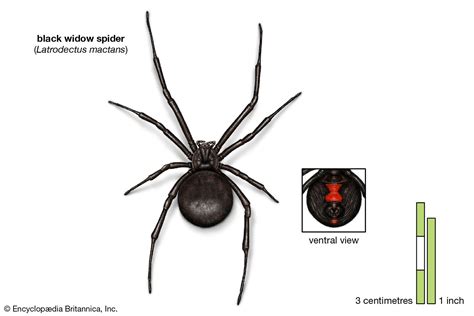 [DIAGRAM] Diagram Of Black Widow Spider - MYDIAGRAM.ONLINE