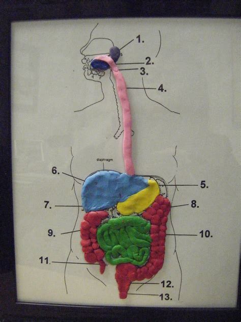 Digestive System Activities For Kids 15 Images - The Digestive System ...