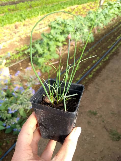 -Chive Seedling - Windswept Farm - RE Farm Café