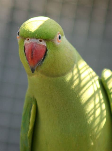 A female Rose-ringed Parakeet looking. | Rose-ringed Parakeet ...