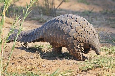 Pangolin - A-Z Animals