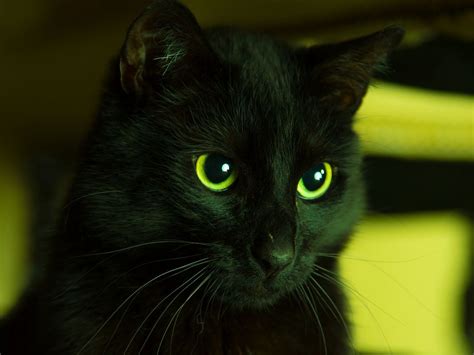 Black Kittens With Green Eyes Wallpapers - Wallpaper Cave