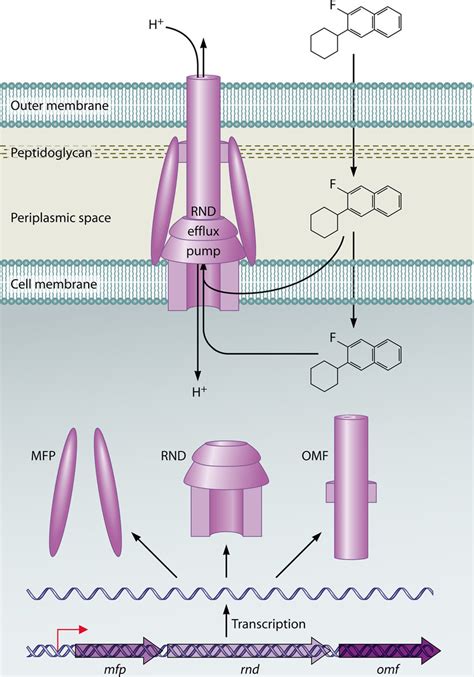 Structure and function of RND efflux pumps in P. aeruginosa. RND pumps ...