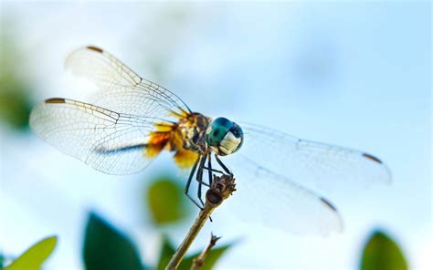 🔥 Free download wallpapers Dragonfly Wallpapers [1600x1000] for your ...