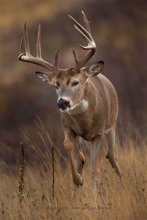 Late buck hunting season to end as whitetail rut peaks | The Spokesman ...