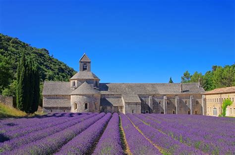 Lavender Fields France | Riviera Bar Crawl Tours - French Riviera