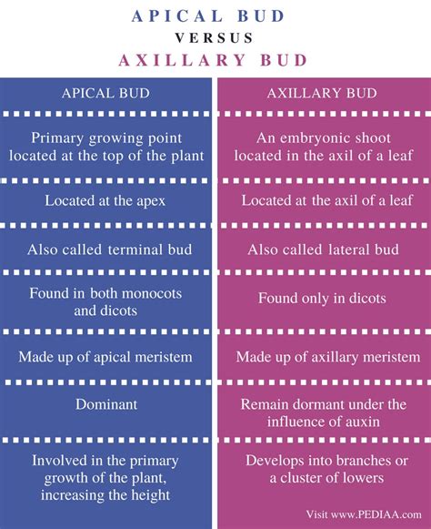 Difference Between Apical Bud and Axillary Bud - Pediaa.Com