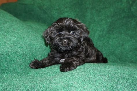 19 pics of Holly - black Havanese puppy - EL MORRO HAVANESE